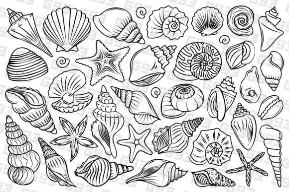 Download Line Art Seashell Illustrations - Hell Collection